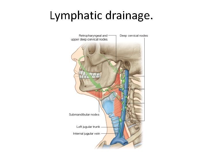 Lymphatic drainage. 