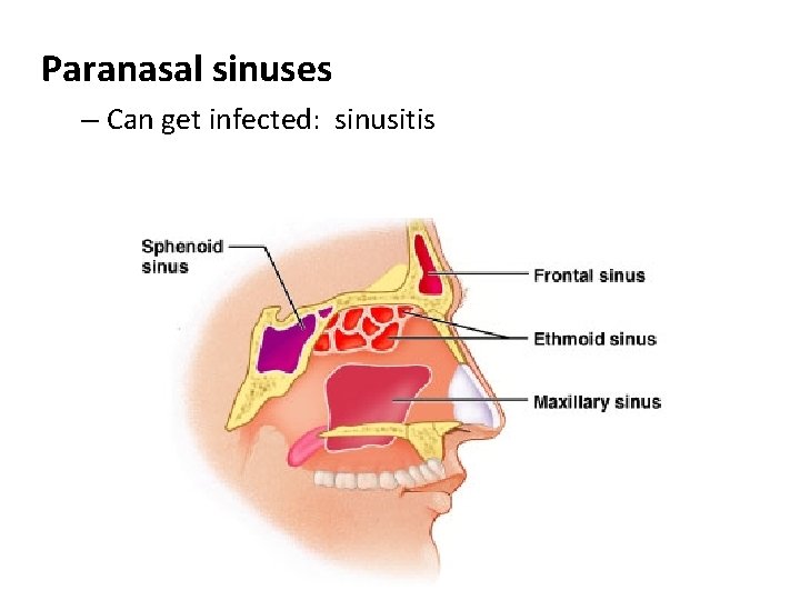 Paranasal sinuses – Can get infected: sinusitis 