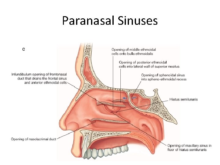 Paranasal Sinuses 