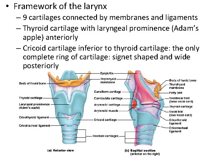  • Framework of the larynx – 9 cartilages connected by membranes and ligaments