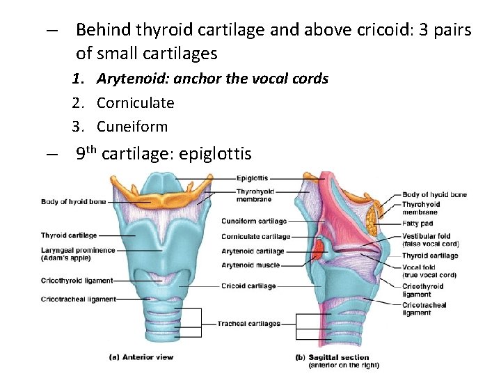 – Behind thyroid cartilage and above cricoid: 3 pairs of small cartilages 1. Arytenoid: