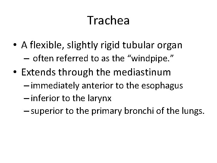 Trachea • A flexible, slightly rigid tubular organ – often referred to as the