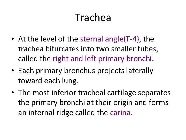 Trachea • At the level of the sternal angle(T-4), the trachea bifurcates into two