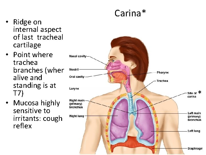  • Ridge on internal aspect of last tracheal cartilage • Point where trachea