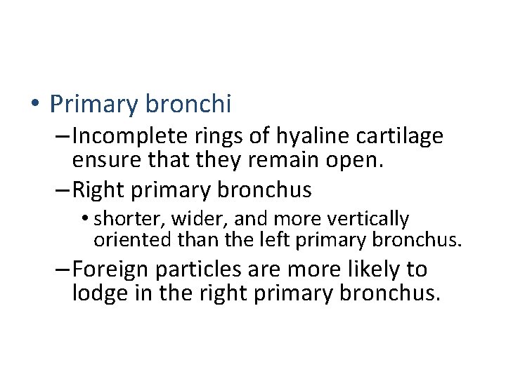  • Primary bronchi – Incomplete rings of hyaline cartilage ensure that they remain