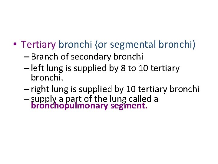  • Tertiary bronchi (or segmental bronchi) – Branch of secondary bronchi – left