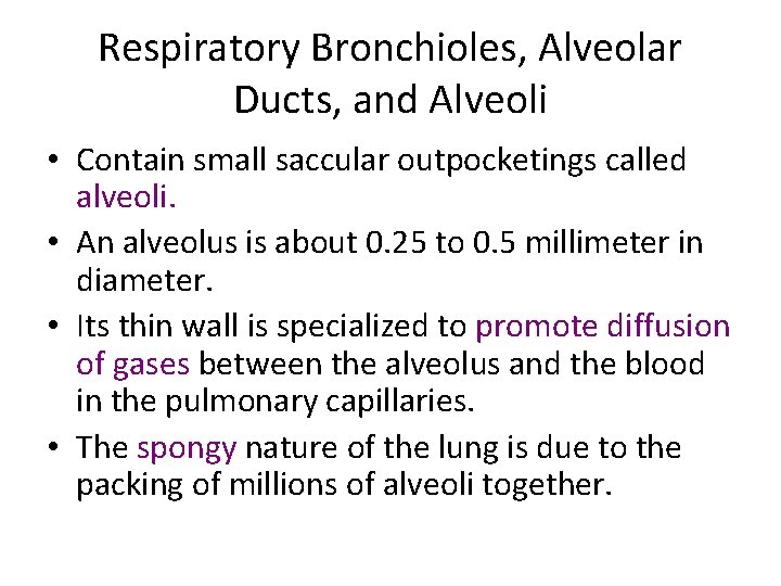 Respiratory Bronchioles, Alveolar Ducts, and Alveoli • Contain small saccular outpocketings called alveoli. •