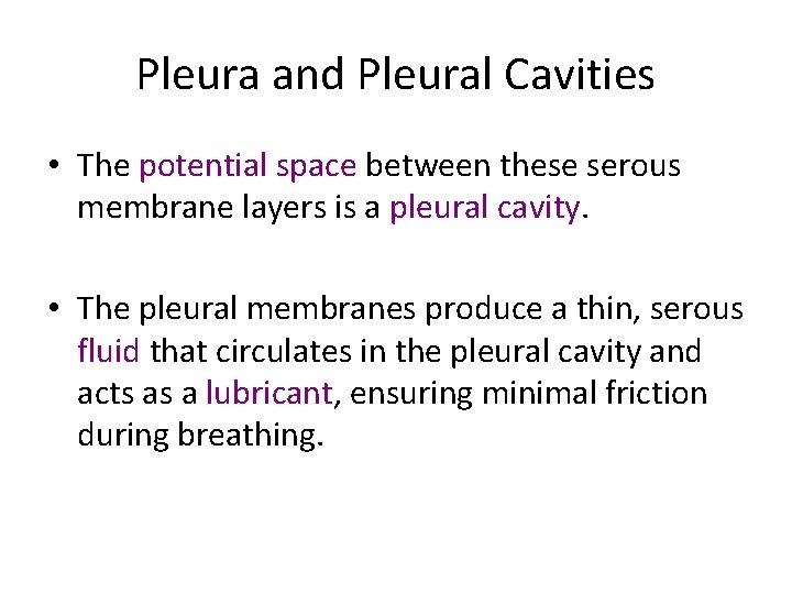 Pleura and Pleural Cavities • The potential space between these serous membrane layers is