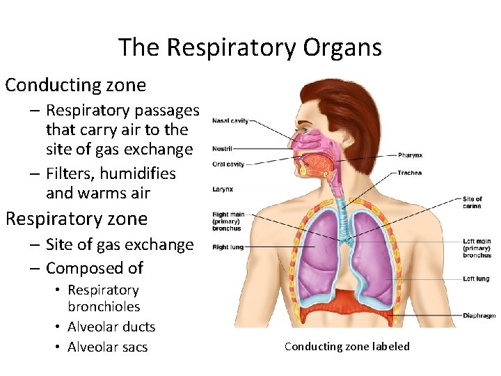 The Respiratory Organs Conducting zone – Respiratory passages that carry air to the site