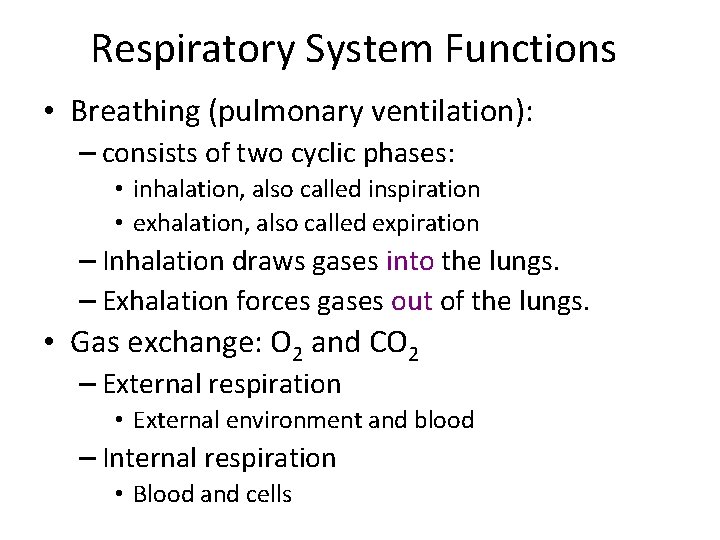 Respiratory System Functions • Breathing (pulmonary ventilation): – consists of two cyclic phases: •