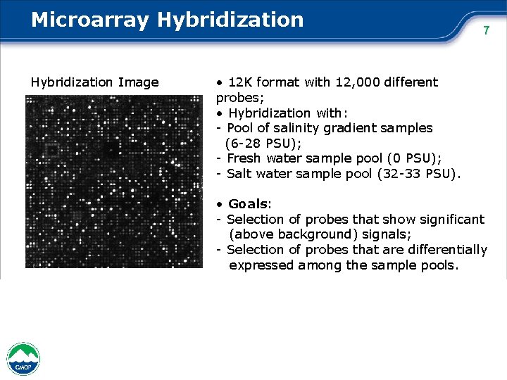 Microarray Hybridization Image 7 • 12 K format with 12, 000 different probes; •