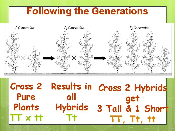 Following the Generations Cross 2 Results in Cross 2 Hybrids Pure all get Plants