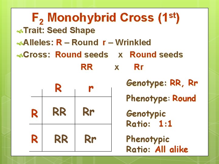 F 2 Monohybrid Cross (1 st) Trait: Seed Shape Alleles: R – Round r