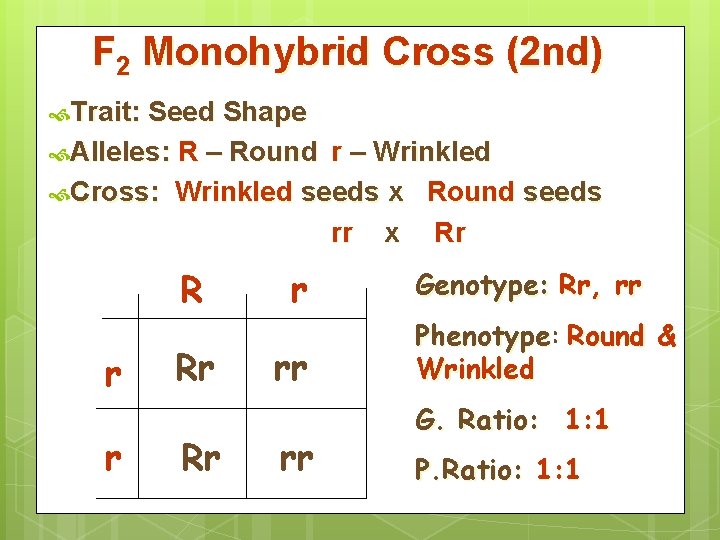 F 2 Monohybrid Cross (2 nd) Trait: Seed Shape Alleles: R – Round r