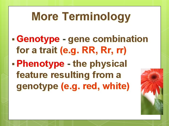 More Terminology § Genotype - gene combination for a trait (e. g. RR, Rr,