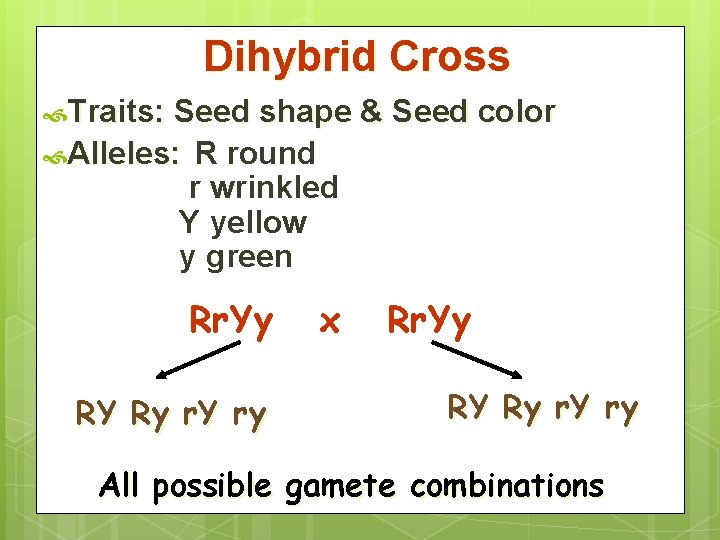 Dihybrid Cross Traits: Seed shape & Seed color Alleles: R round r wrinkled Y