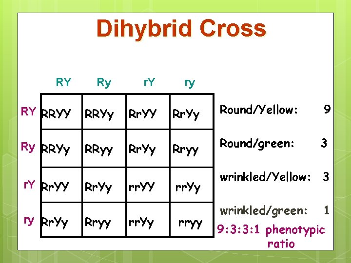 Dihybrid Cross RY Ry r. Y RY RRYy Rr. YY Rr. Yy Ry RRYy