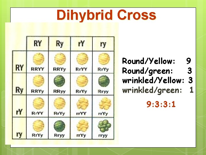 Dihybrid Cross Round/Yellow: 9 Round/green: 3 wrinkled/Yellow: 3 wrinkled/green: 1 9: 3: 3: 1