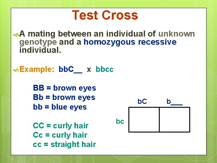 Test Cross A mating between an individual of unknown genotype and a homozygous recessive