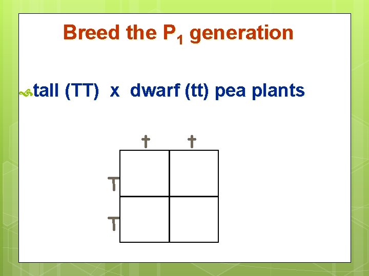 Breed the P 1 generation tall (TT) x dwarf (tt) pea plants t T