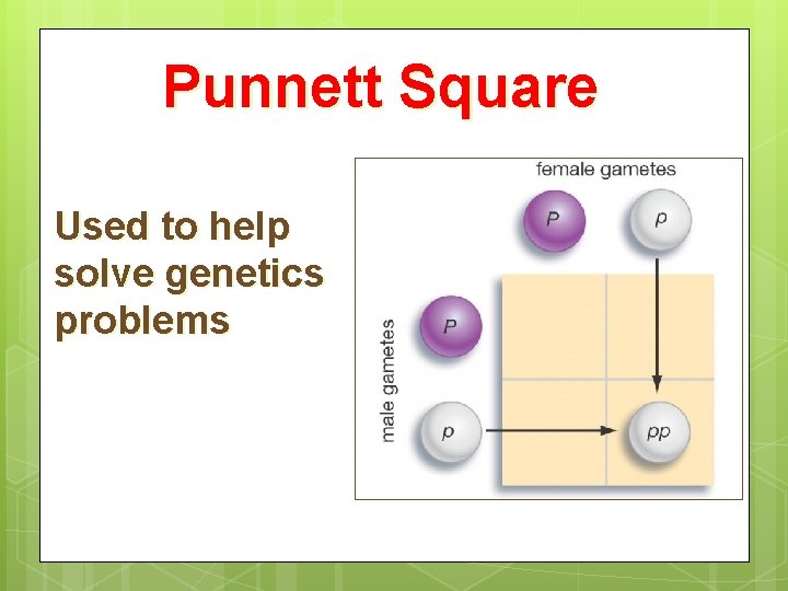 Punnett Square Used to help solve genetics problems 