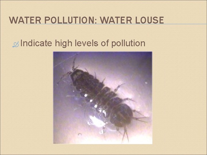 WATER POLLUTION: WATER LOUSE Indicate high levels of pollution 