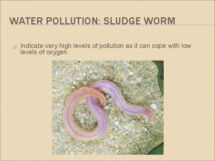 WATER POLLUTION: SLUDGE WORM Indicate very high levels of pollution as it can cope