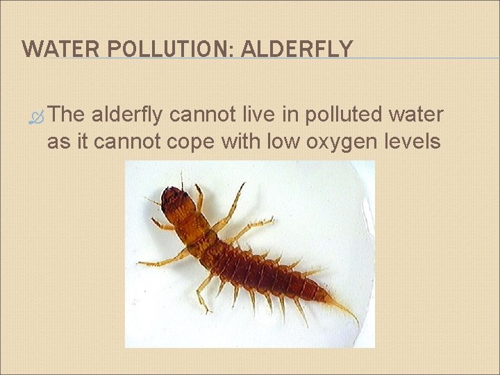 WATER POLLUTION: ALDERFLY The alderfly cannot live in polluted water as it cannot cope
