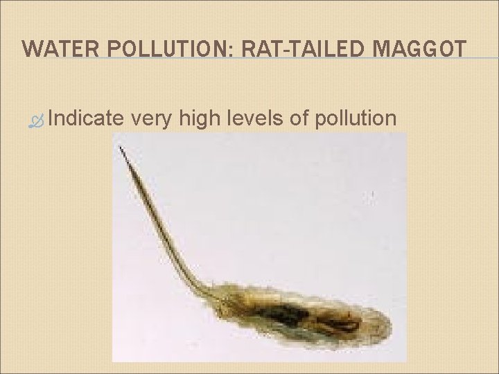 WATER POLLUTION: RAT-TAILED MAGGOT Indicate very high levels of pollution 