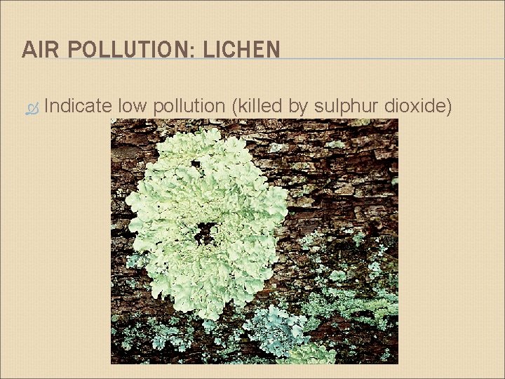 AIR POLLUTION: LICHEN Indicate low pollution (killed by sulphur dioxide) 