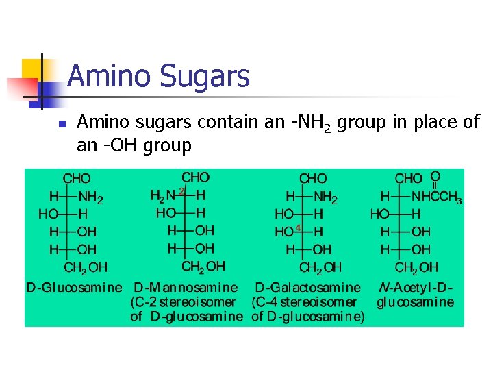 Amino Sugars n Amino sugars contain an -NH 2 group in place of an