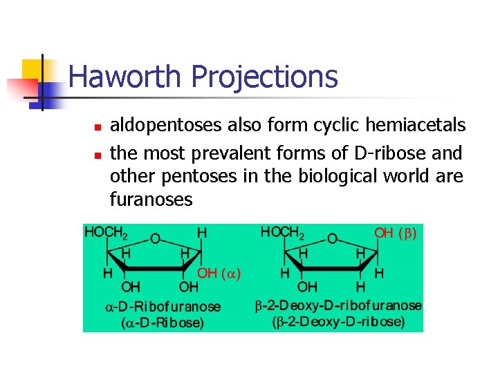 Haworth Projections n n aldopentoses also form cyclic hemiacetals the most prevalent forms of