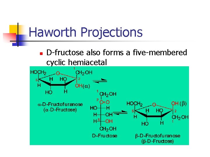 Haworth Projections n D-fructose also forms a five-membered cyclic hemiacetal 