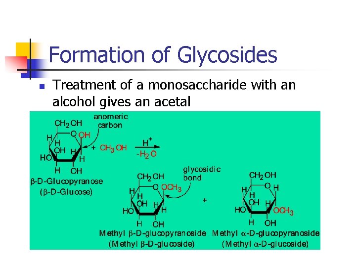 Formation of Glycosides n Treatment of a monosaccharide with an alcohol gives an acetal