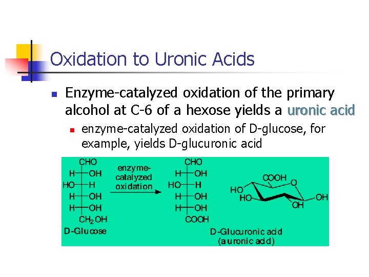 Oxidation to Uronic Acids n Enzyme-catalyzed oxidation of the primary alcohol at C-6 of