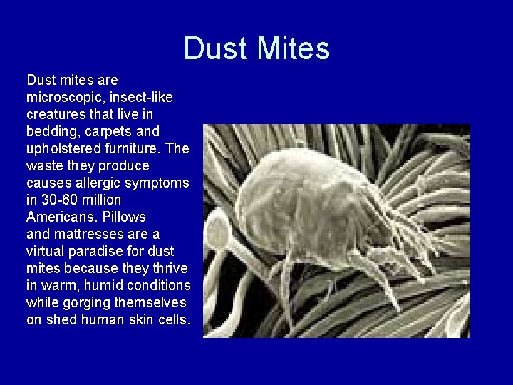 Dust Mites Dust mites are microscopic, insect-like creatures that live in bedding, carpets and