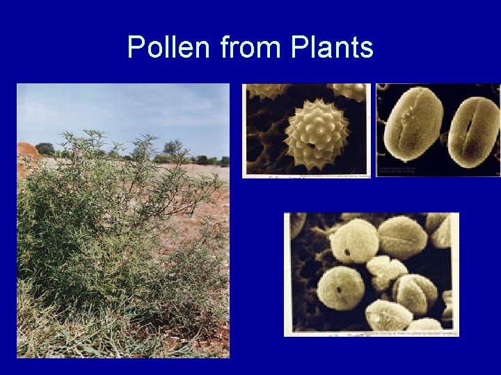 Pollen from Plants 