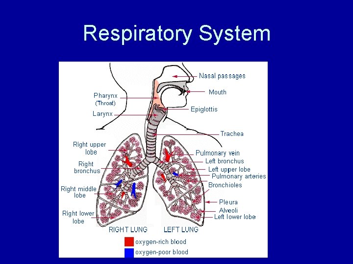 Respiratory System 