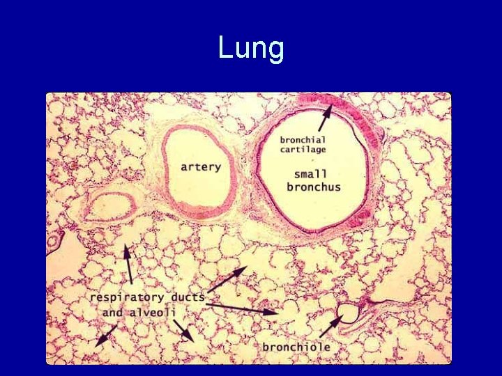 Lung 
