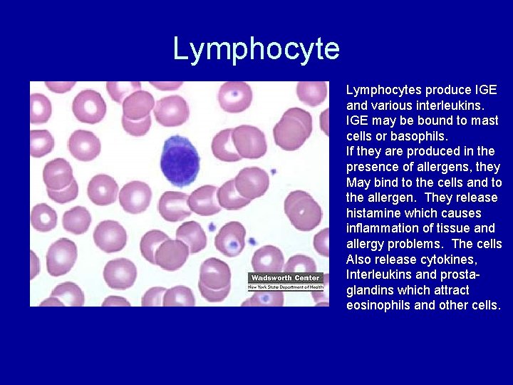 Lymphocytes produce IGE and various interleukins. IGE may be bound to mast cells or