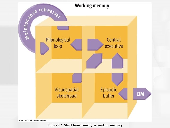 Figure 7. 7 Short-term memory as working memory 