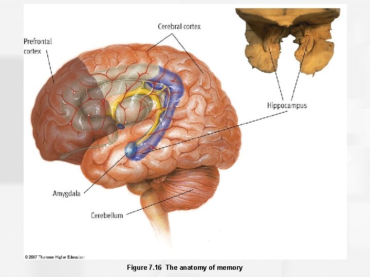 Figure 7. 16 The anatomy of memory 