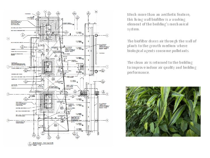 Much more than an aesthetic feature, this living wall biofilter is a working element