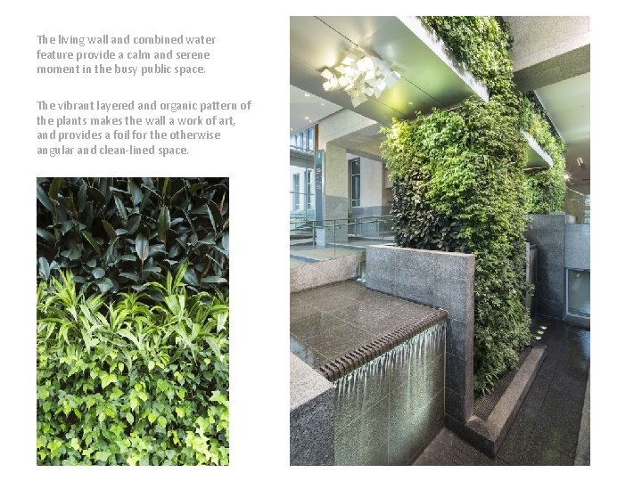 The living wall and combined water feature provide a calm and serene moment in