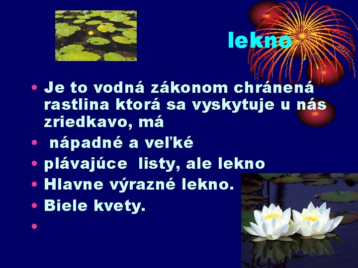 lekno • Je to vodná zákonom chránená rastlina ktorá sa vyskytuje u nás zriedkavo,