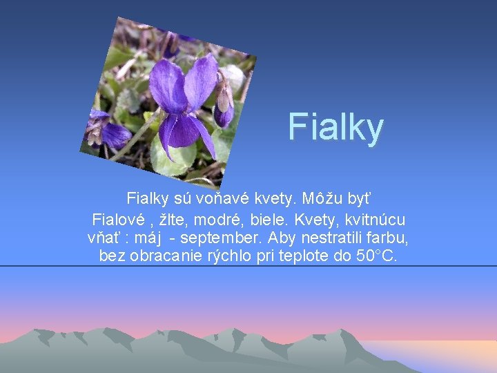 Fialky sú voňavé kvety. Môžu byť Fialové , žlte, modré, biele. Kvety, kvitnúcu vňať