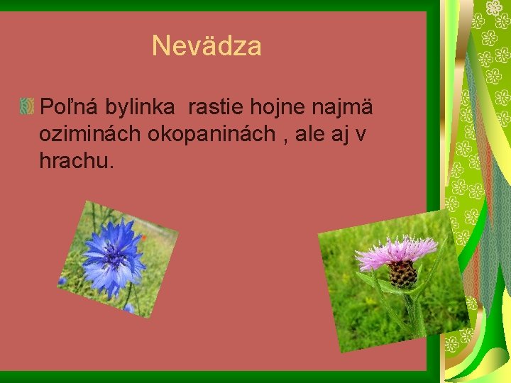Nevädza Poľná bylinka rastie hojne najmä oziminách okopaninách , ale aj v hrachu. 