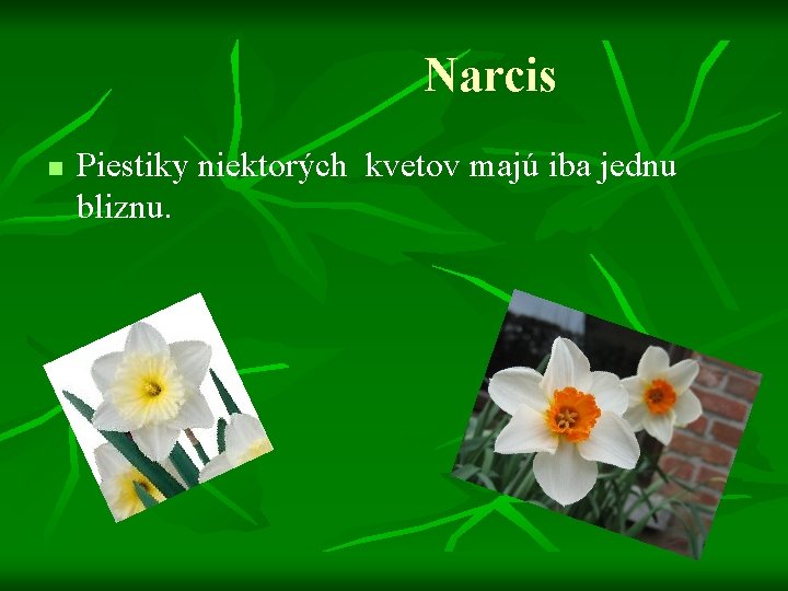 Narcis n Piestiky niektorých kvetov majú iba jednu bliznu. 