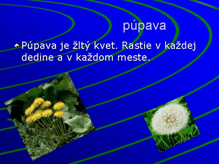 púpava Púpava je žltý kvet. Rastie v každej dedine a v každom meste. 