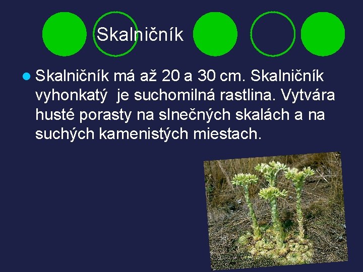 Skalničník l Skalničník má až 20 a 30 cm. Skalničník vyhonkatý je suchomilná rastlina.